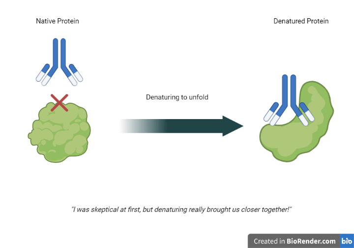 Antibodies 101 Epitope Availability